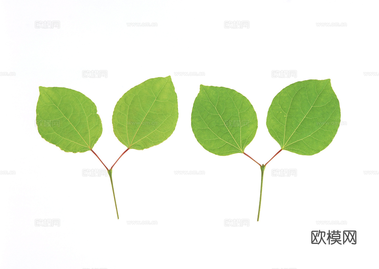 植物树叶 叶子  叶片纹理 绿叶 黄叶 红叶 绿植下载