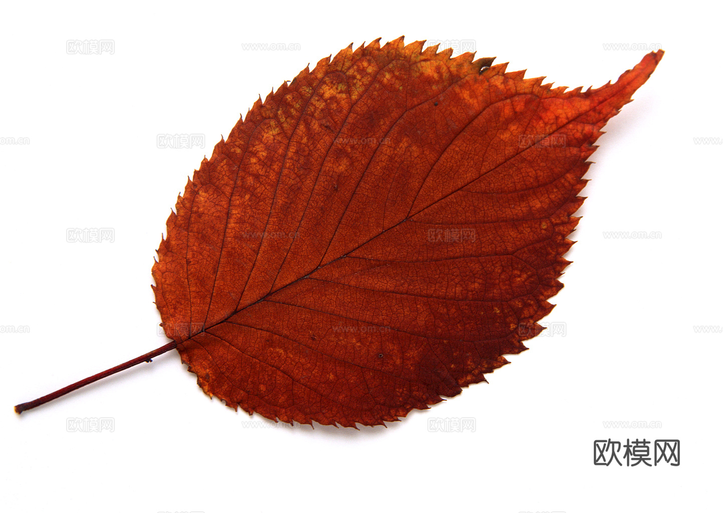 植物树叶 叶子  叶片纹理 绿叶 黄叶 红叶 绿植下载