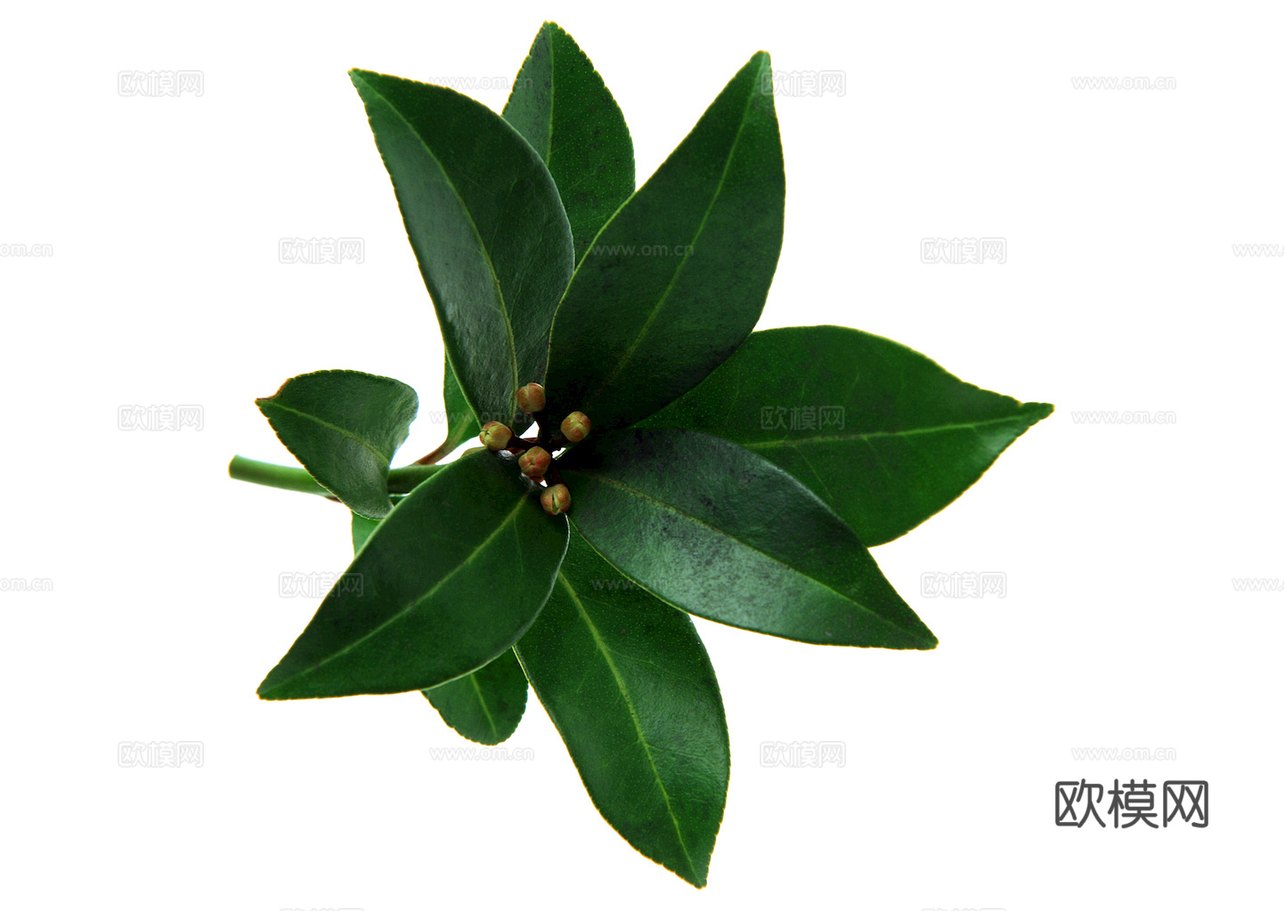 植物树叶 叶子  叶片纹理 绿叶 黄叶 红叶 绿植下载