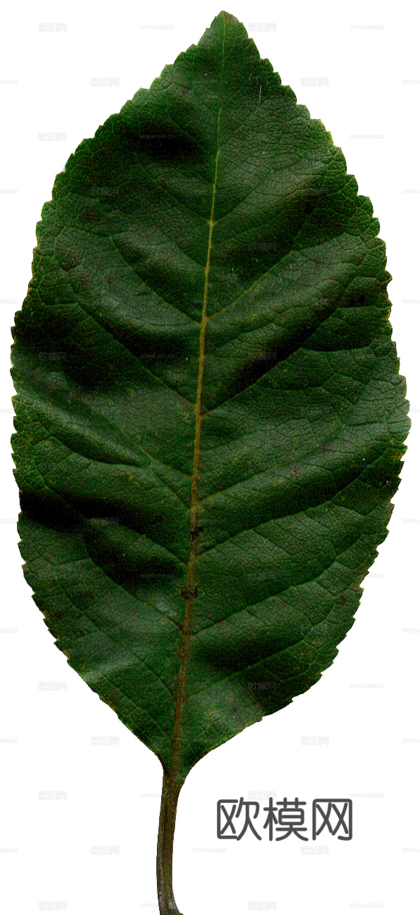 植物树叶 叶子  叶片纹理 绿叶 黄叶 红叶 绿植下载