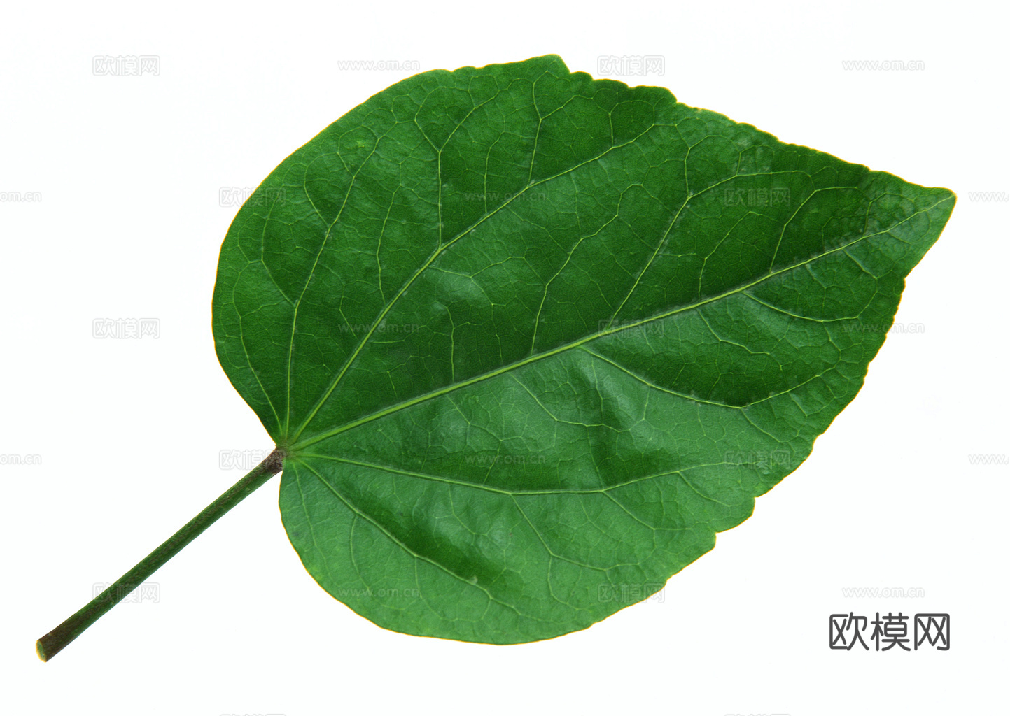 植物树叶 叶子  叶片纹理 绿叶 黄叶 红叶 绿植下载