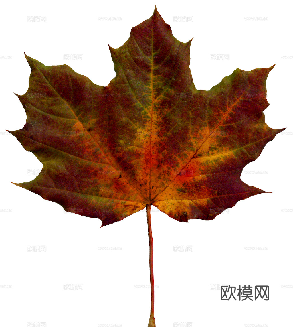 植物树叶 叶子  叶片纹理 绿叶 黄叶 红叶 绿植下载