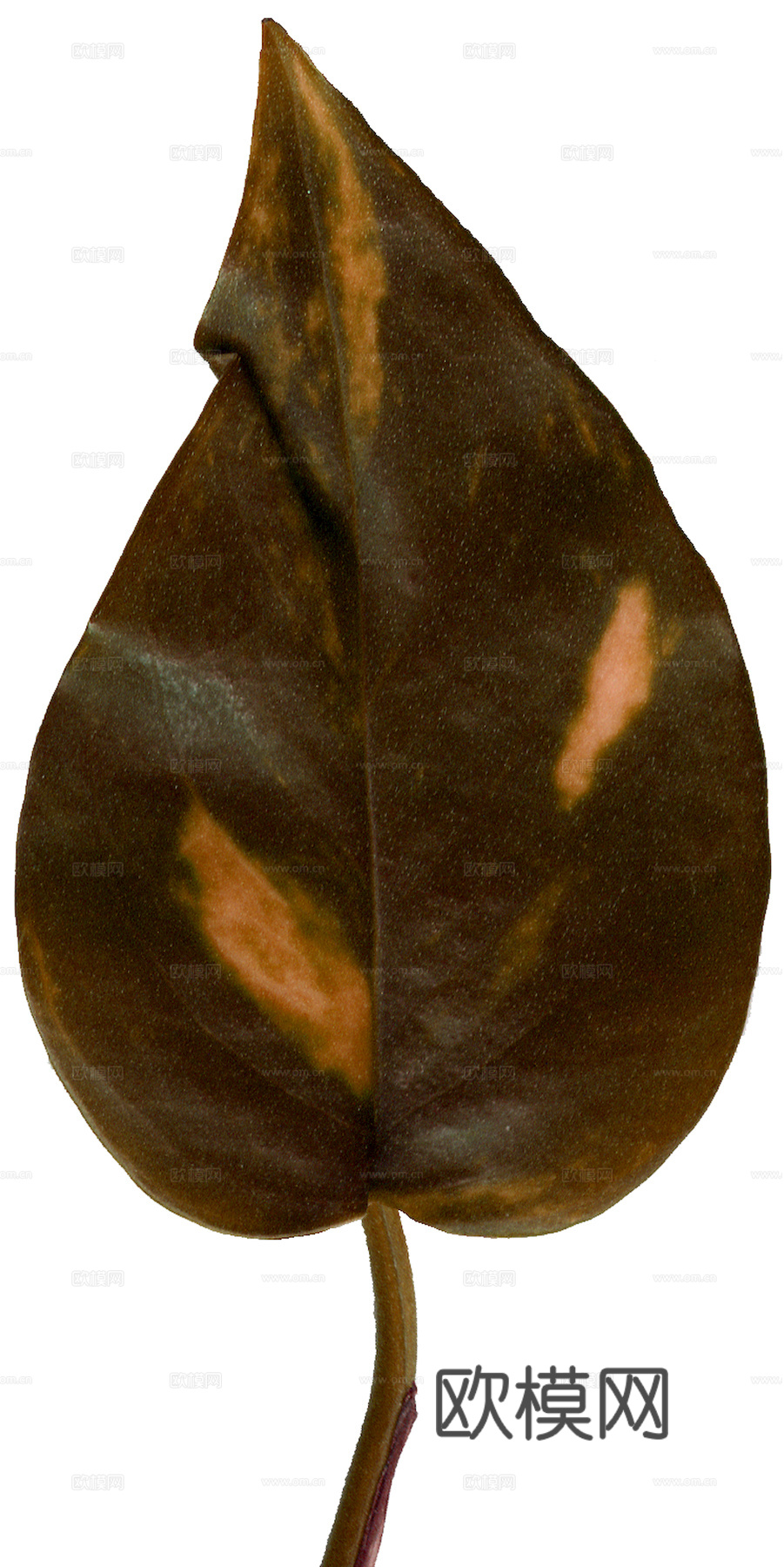 植物树叶 叶子  叶片纹理 绿叶 黄叶 红叶 绿植下载