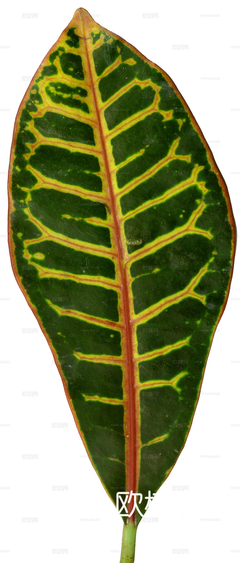 植物树叶 叶子  叶片纹理 绿叶 黄叶 红叶 绿植下载