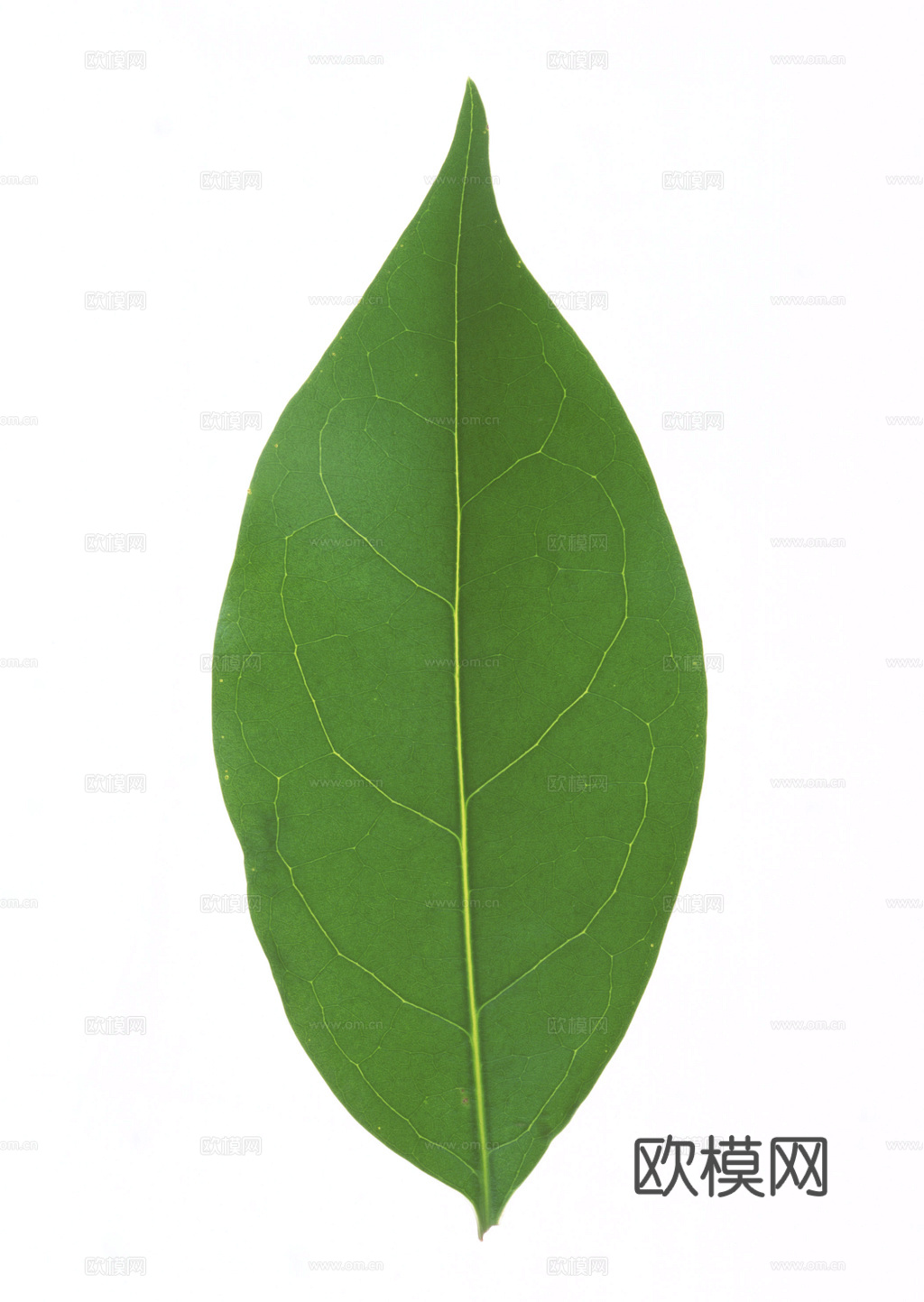 植物树叶 叶子  叶片纹理 绿叶 黄叶 红叶 绿植下载