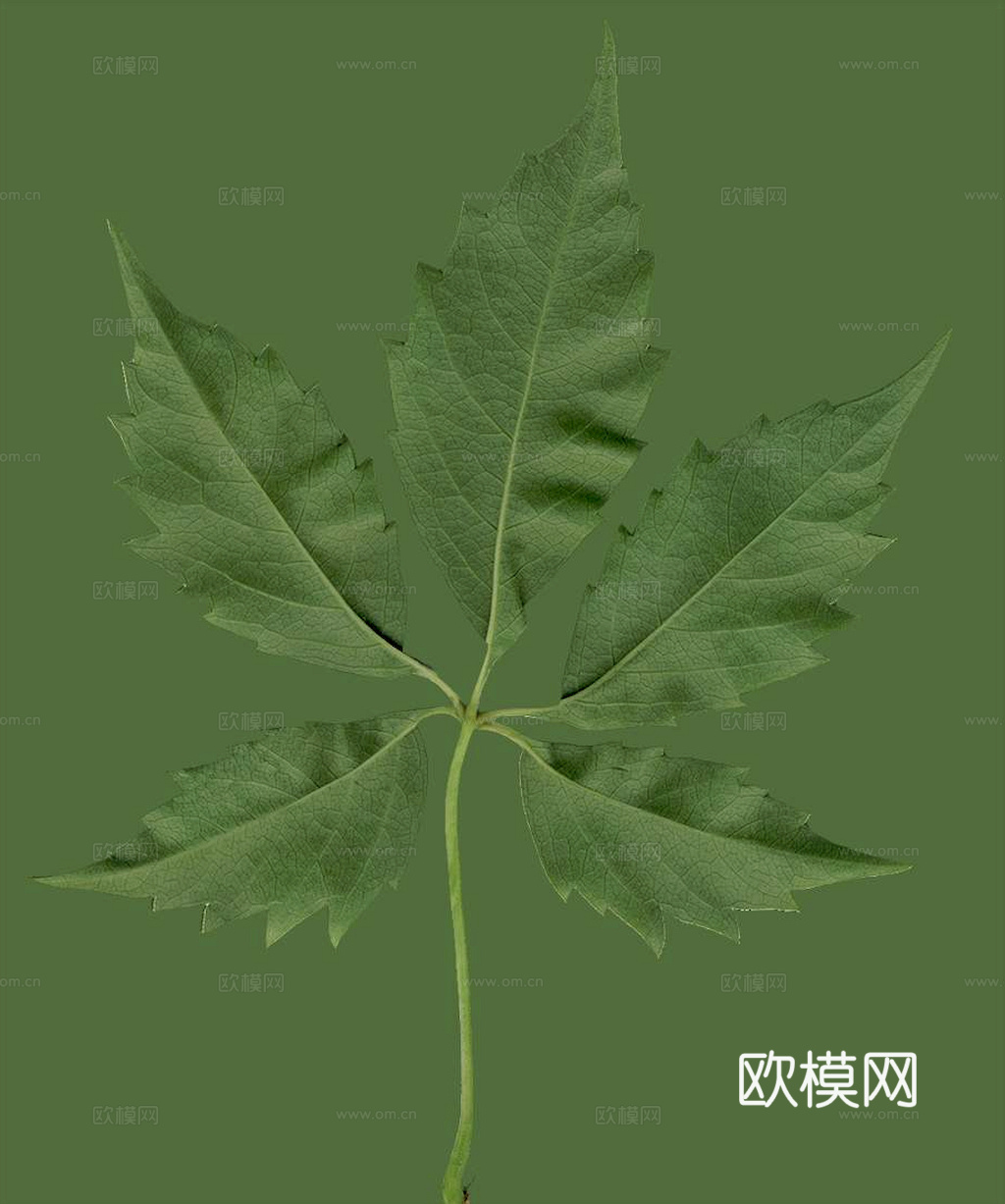 植物树叶 叶子  叶片纹理 绿叶 黄叶 红叶 绿植下载