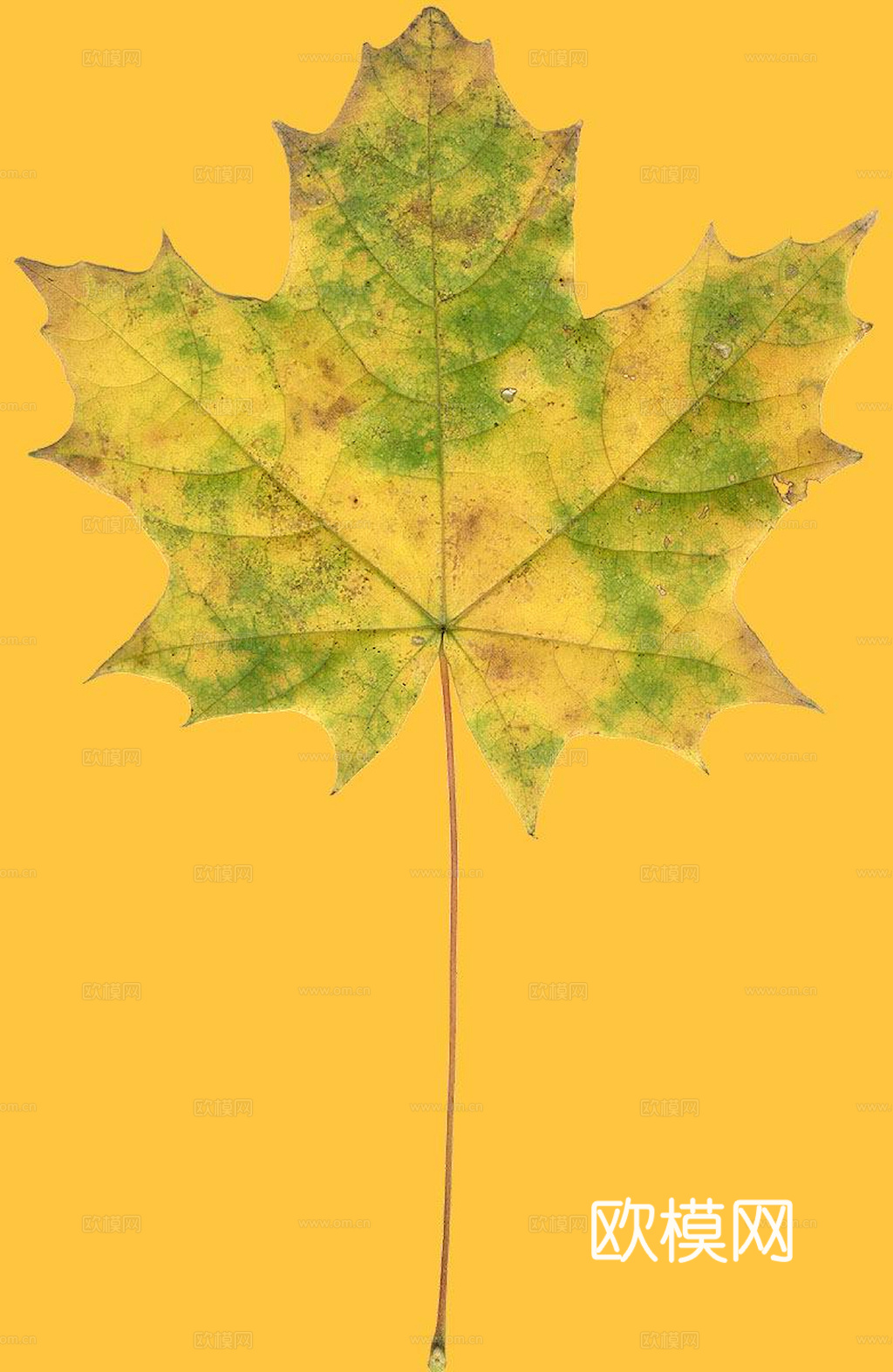 植物树叶 叶子  叶片纹理 绿叶 黄叶 红叶 绿植下载