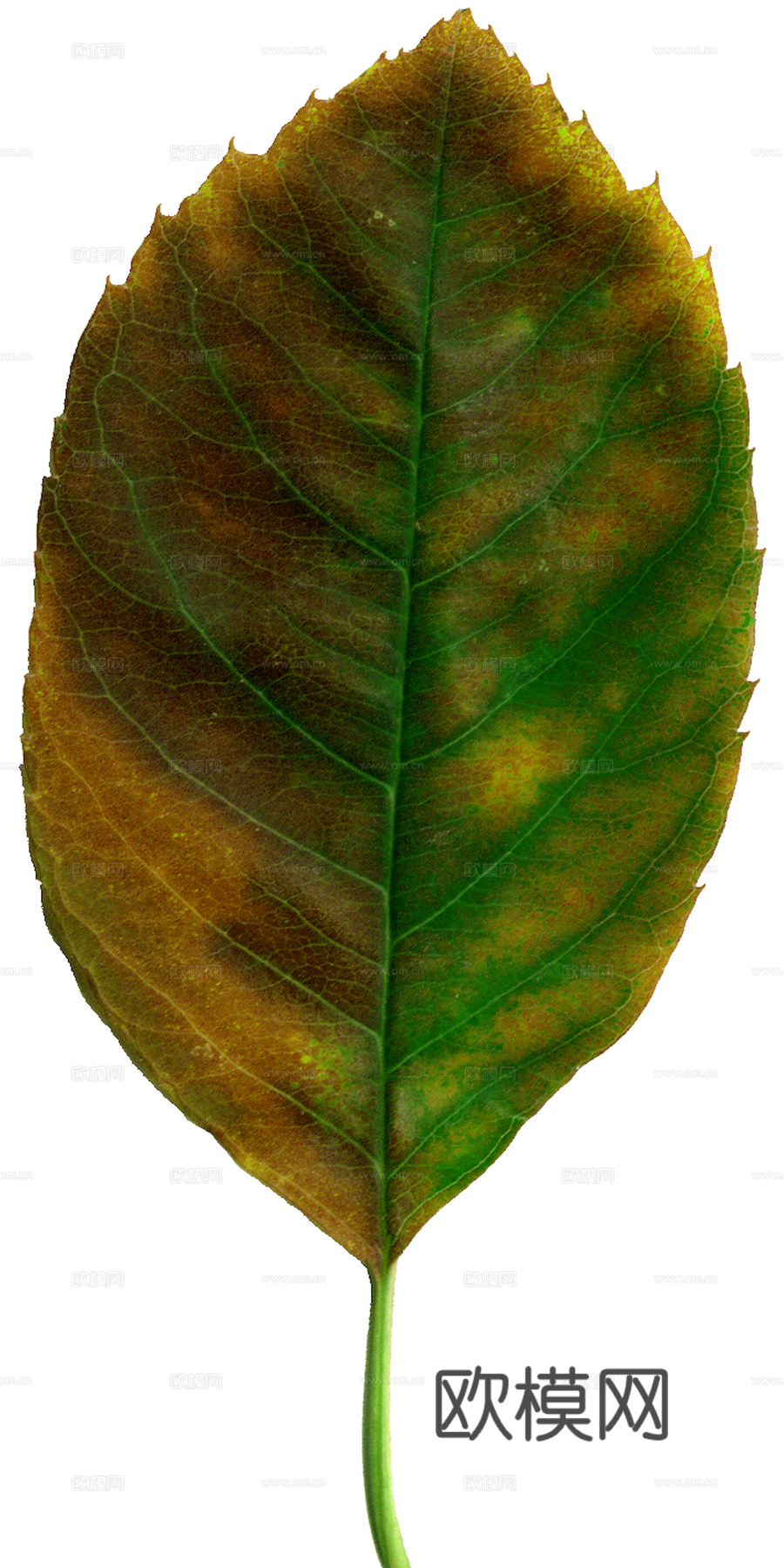 植物树叶 叶子  叶片纹理 绿叶 黄叶 红叶 绿植下载