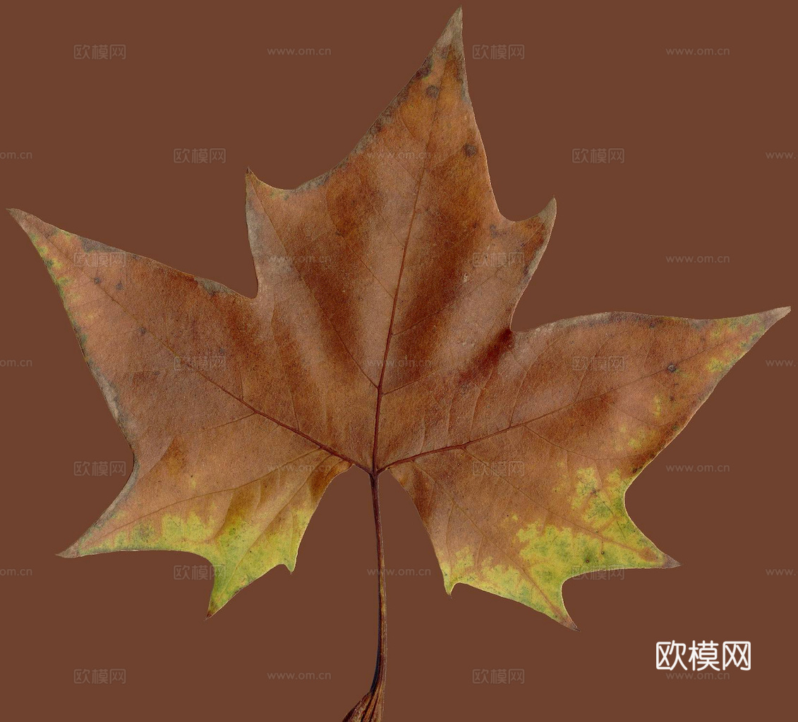 植物树叶 叶子  叶片纹理 绿叶 黄叶 红叶 绿植下载