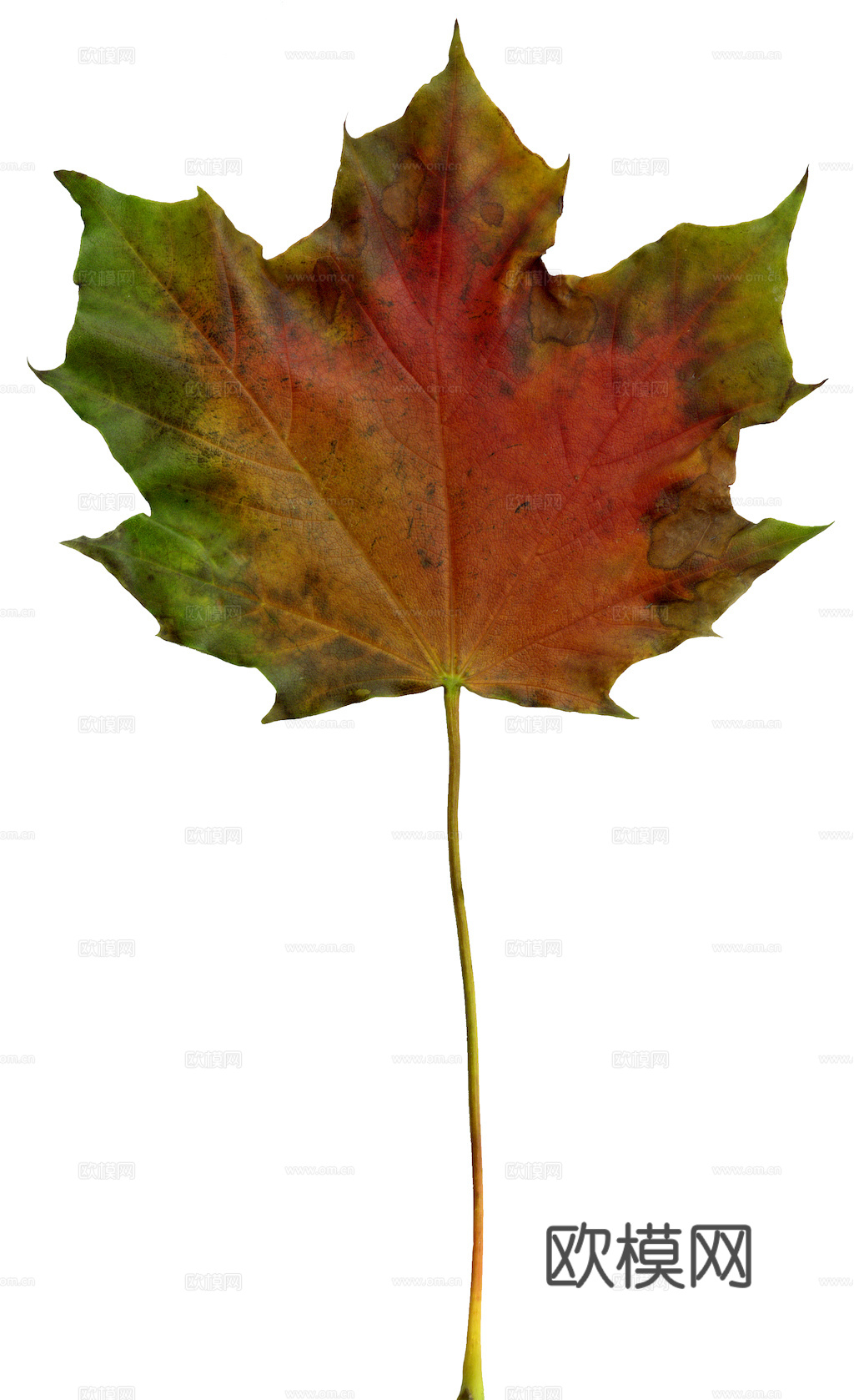 植物树叶 叶子  叶片纹理 绿叶 黄叶 红叶 绿植