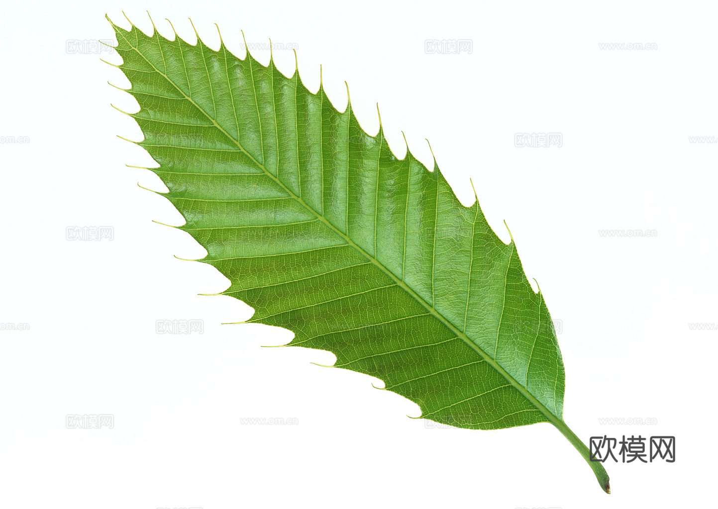 植物树叶 叶子  叶片纹理 绿叶 黄叶 红叶 绿植下载