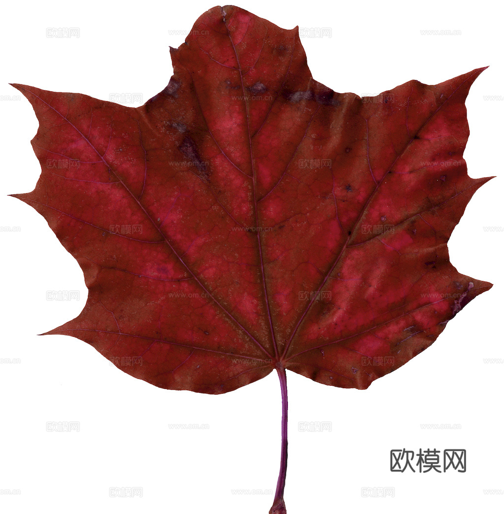 植物树叶 叶子  叶片纹理 绿叶 黄叶 红叶 绿植下载