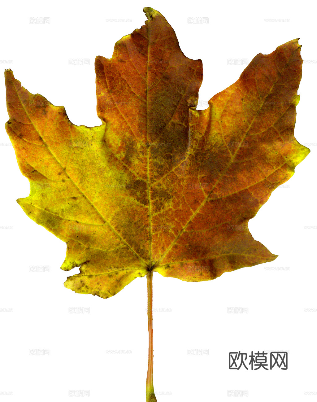 植物树叶 叶子  叶片纹理 绿叶 黄叶 红叶 绿植下载