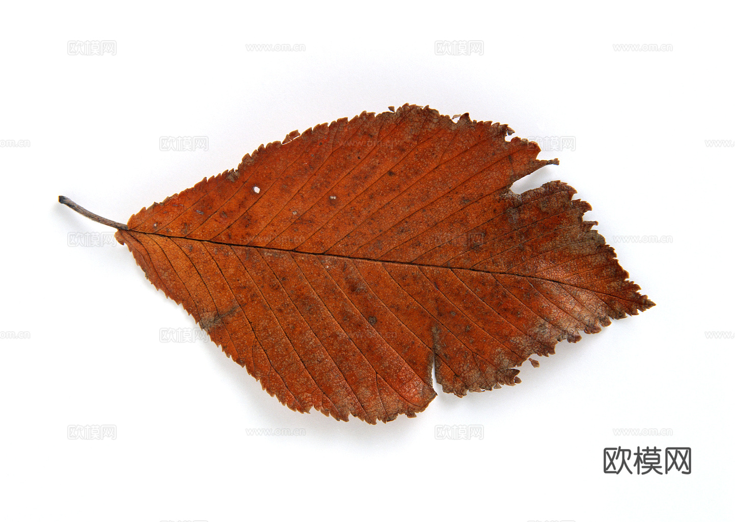 植物树叶 叶子  叶片纹理 绿叶 黄叶 红叶 绿植下载