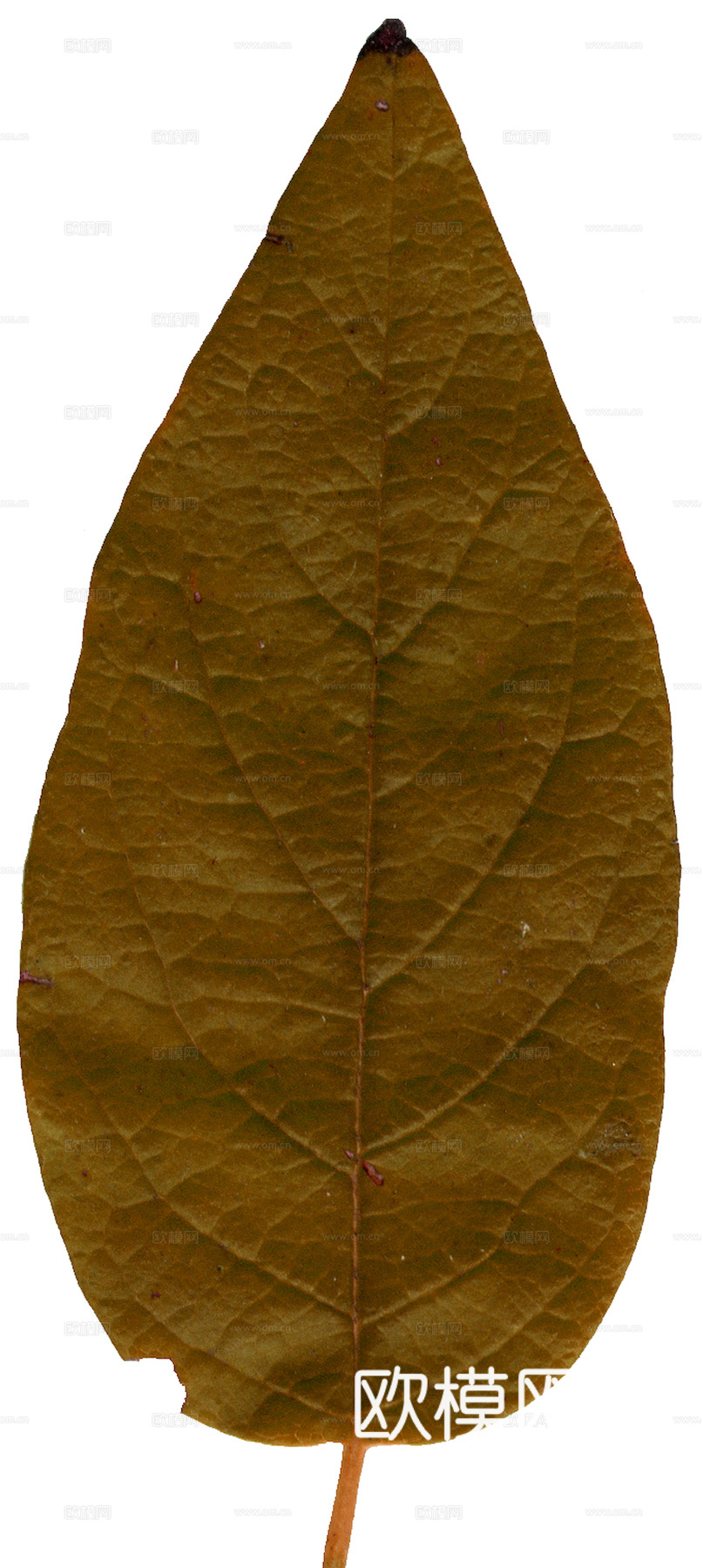 植物树叶 叶子  叶片纹理 绿叶 黄叶 红叶 绿植下载