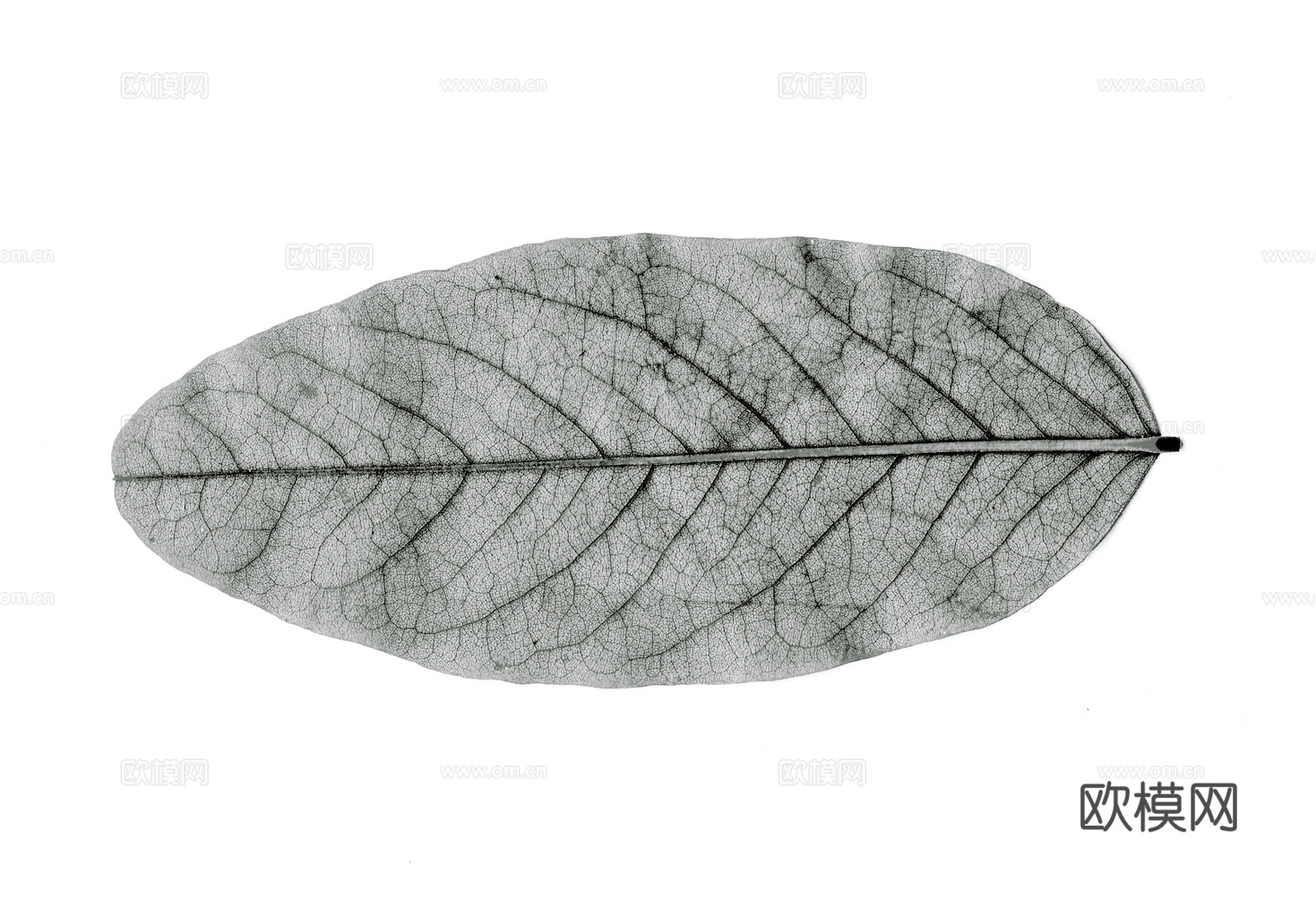 植物树叶 叶子  叶片纹理 绿叶 黄叶 红叶 绿植下载
