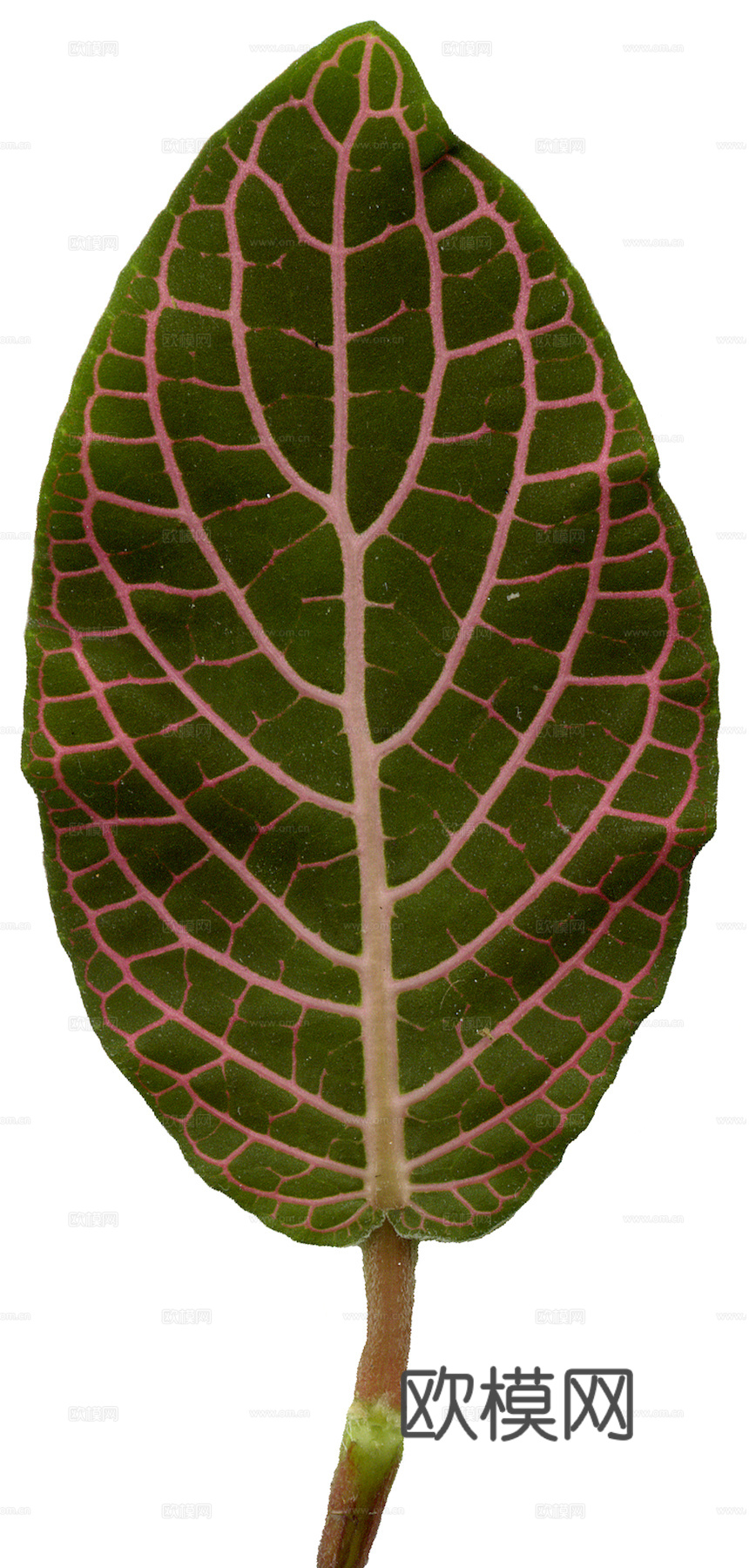 植物树叶 叶子  叶片纹理 绿叶 黄叶 红叶 绿植下载