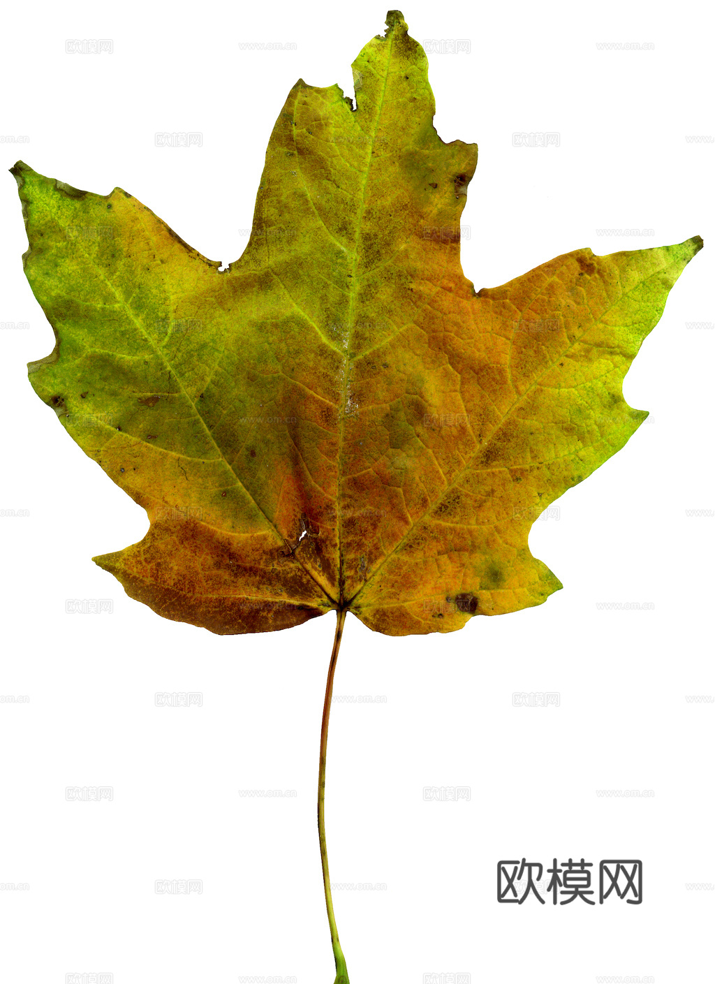 植物树叶 叶子  叶片纹理 绿叶 黄叶 红叶 绿植下载