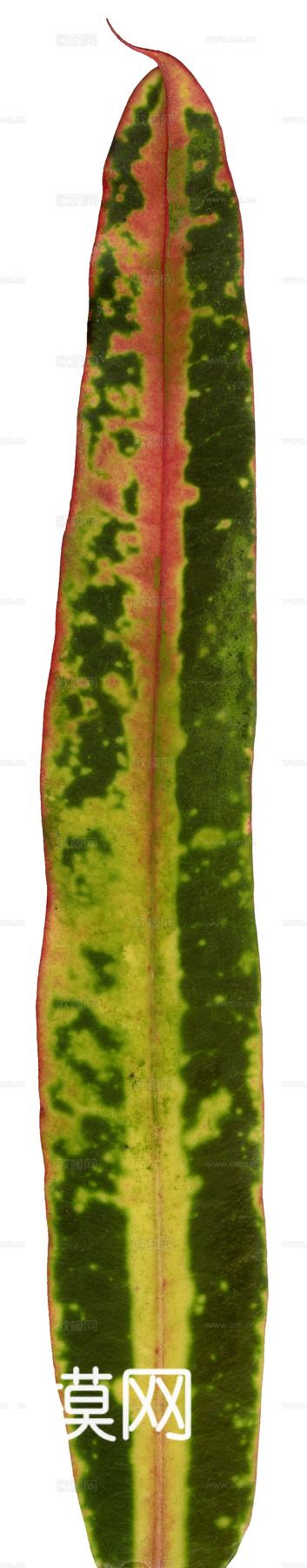 植物树叶 叶子  叶片纹理 绿叶 黄叶 红叶 绿植下载