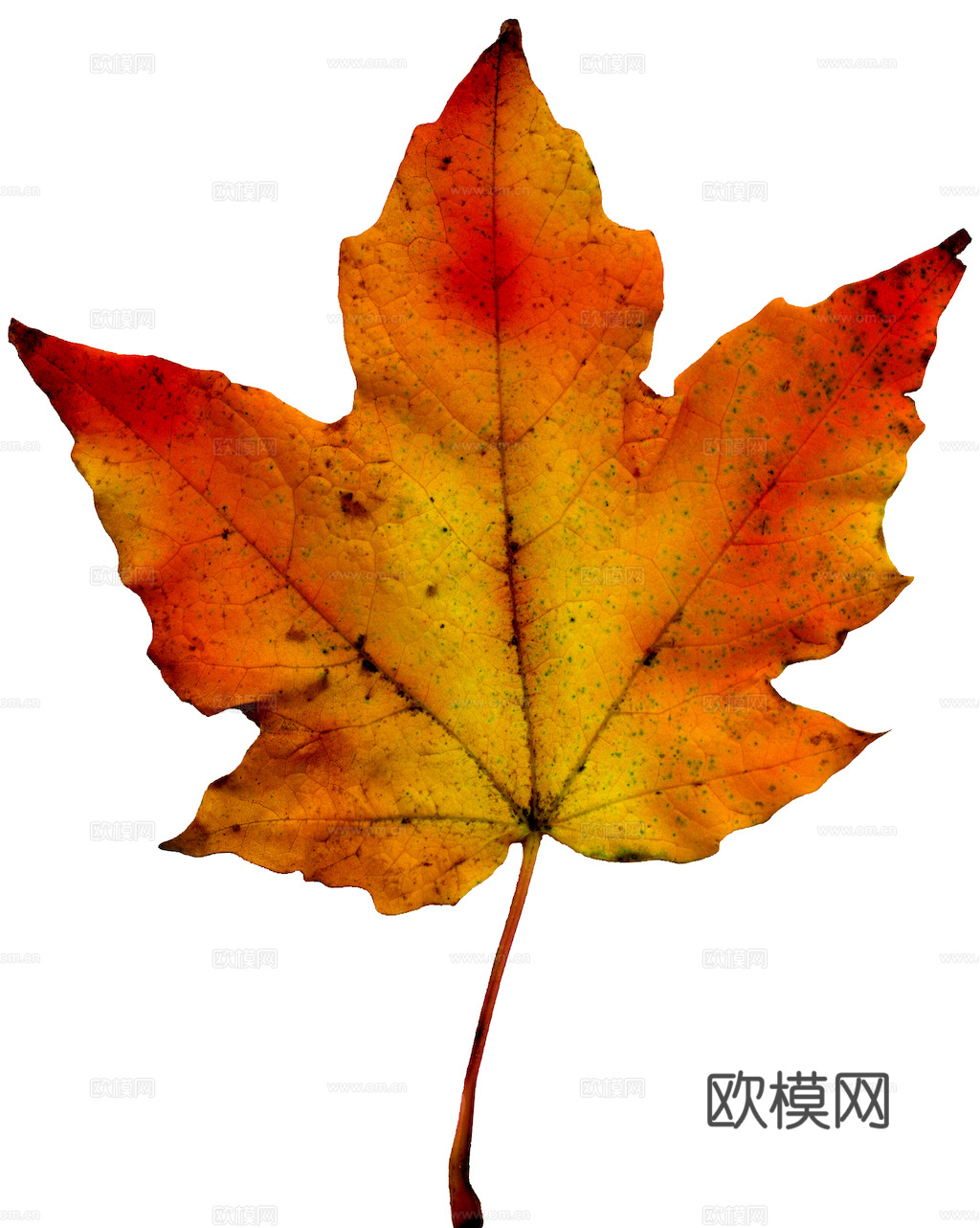 植物树叶 叶子  叶片纹理 绿叶 黄叶 红叶 绿植下载