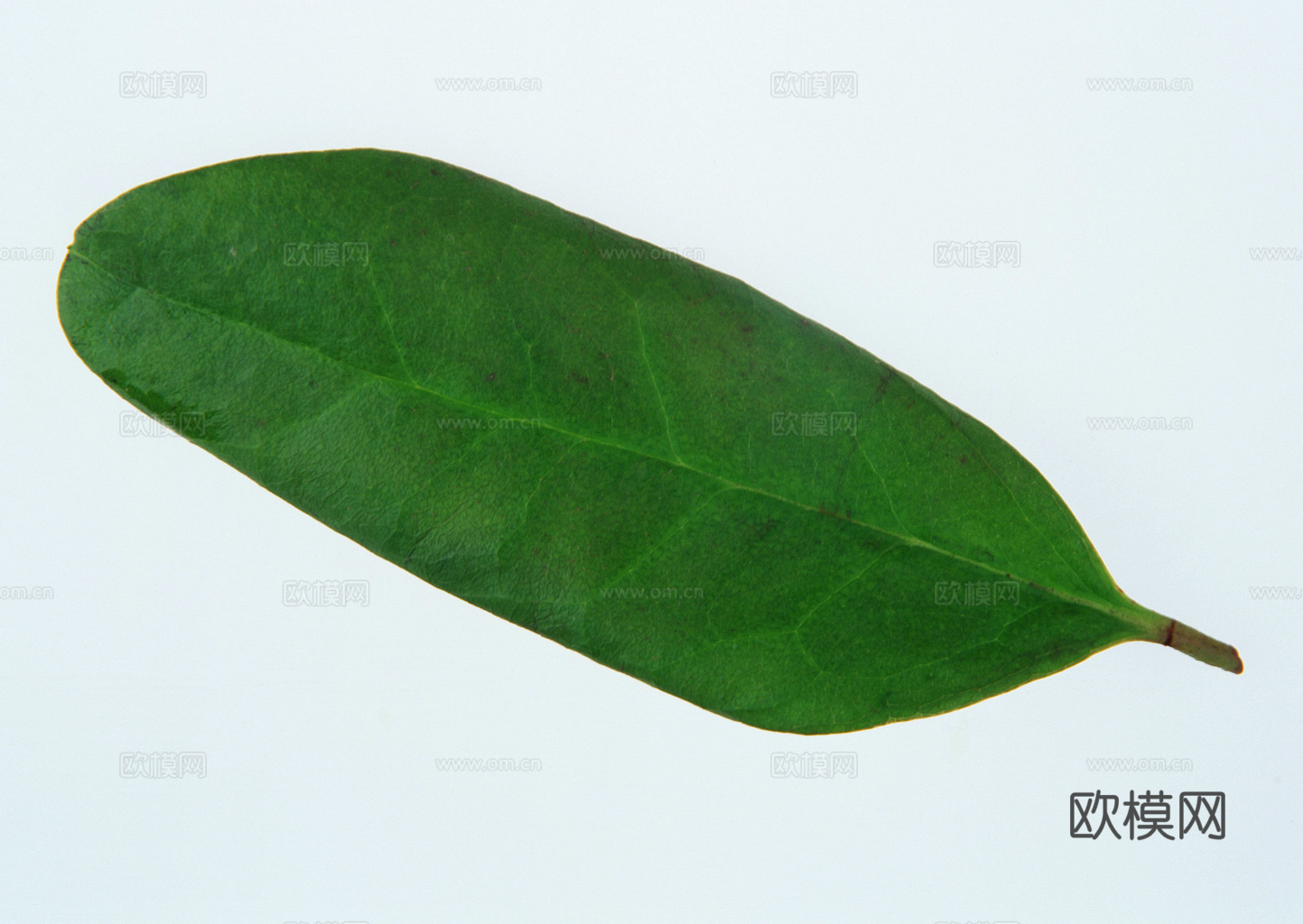 植物树叶 叶子  叶片纹理 绿叶 黄叶 红叶 绿植下载