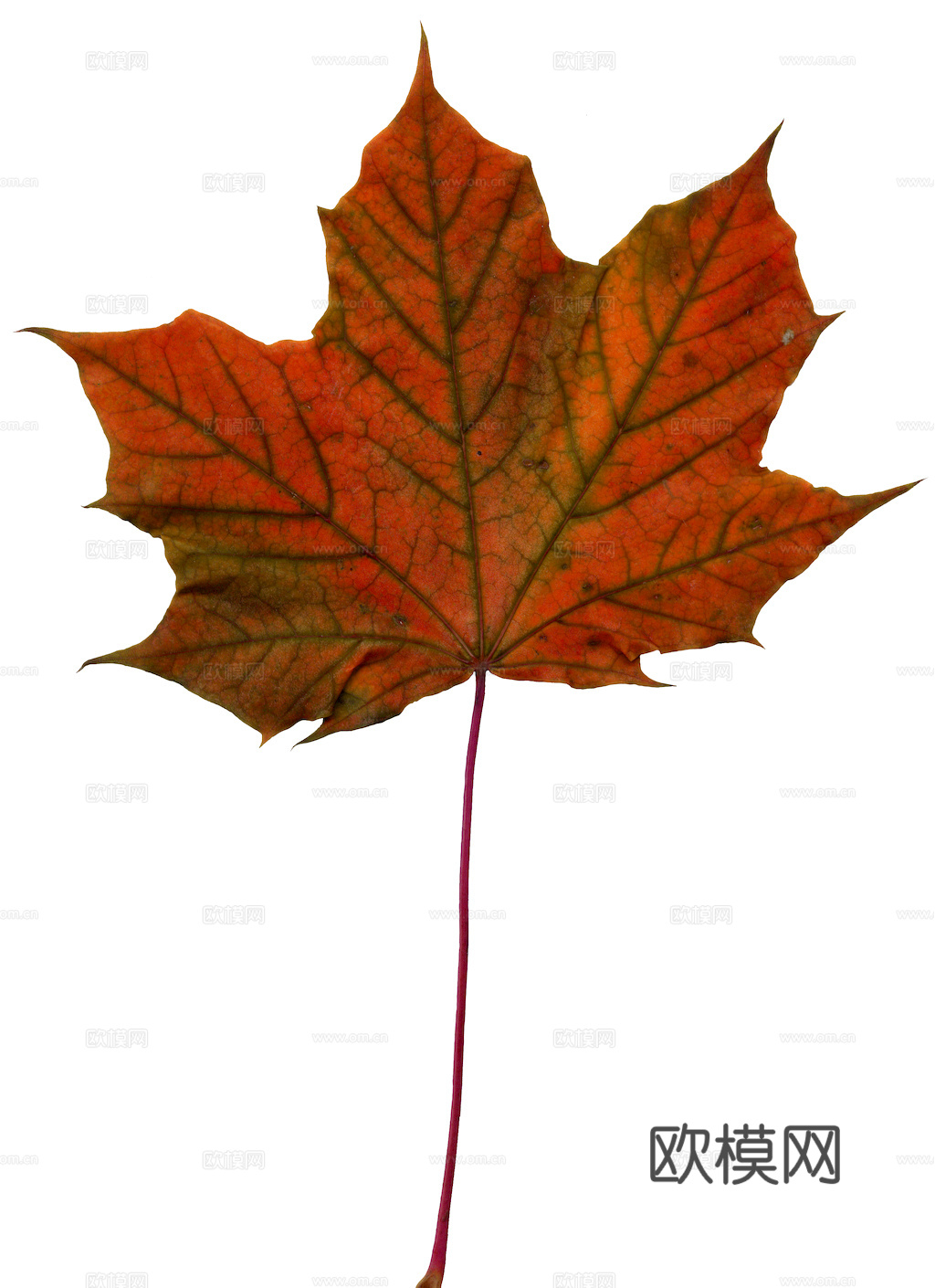 植物树叶 叶子  叶片纹理 绿叶 黄叶 红叶 绿植下载