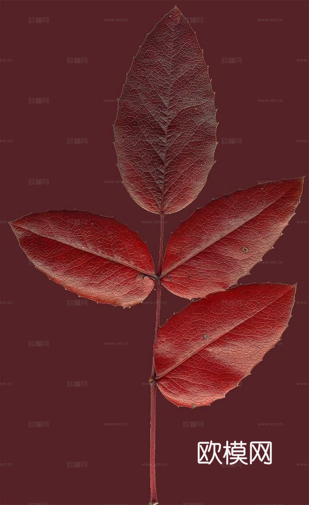 植物树叶 叶子  叶片纹理 绿叶 黄叶 红叶 绿植下载