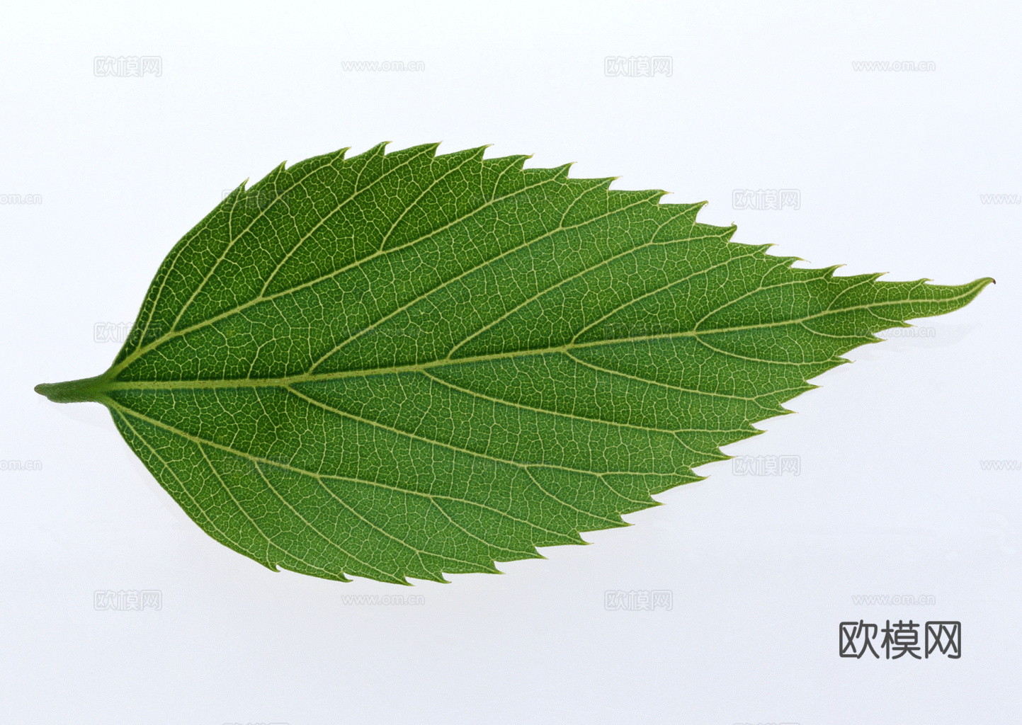 植物树叶 叶子  叶片纹理 绿叶 黄叶 红叶 绿植下载