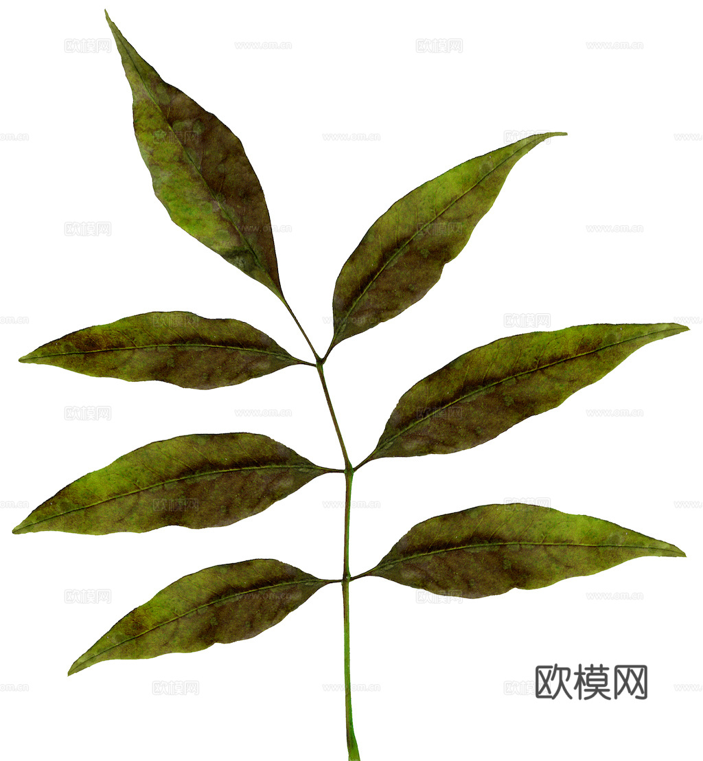 植物树叶 叶子  叶片纹理 绿叶 黄叶 红叶 绿植下载