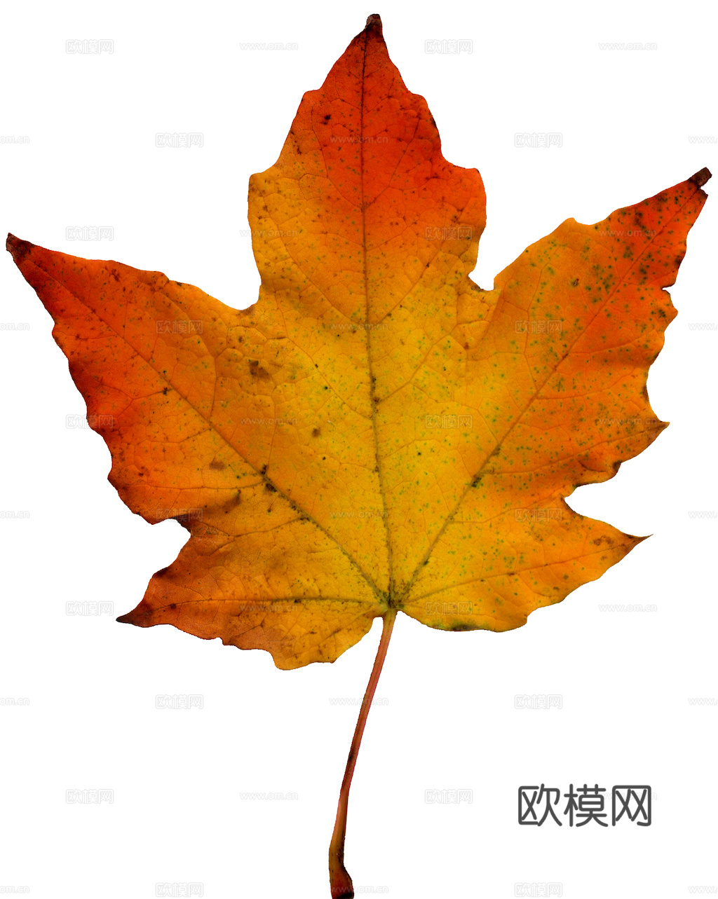 植物树叶 叶子  叶片纹理 绿叶 黄叶 红叶 绿植