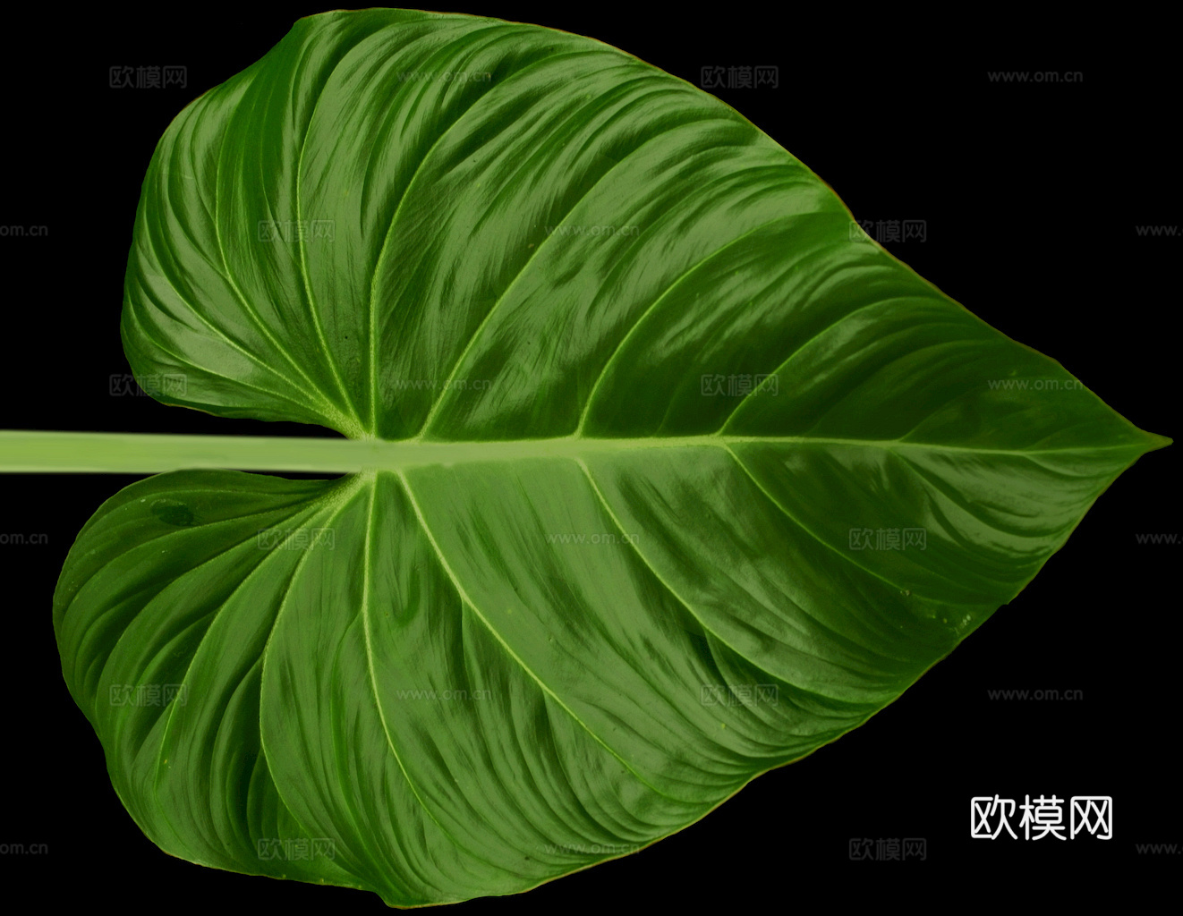 植物树叶 叶子  叶片纹理 绿叶 黄叶 红叶 绿植下载