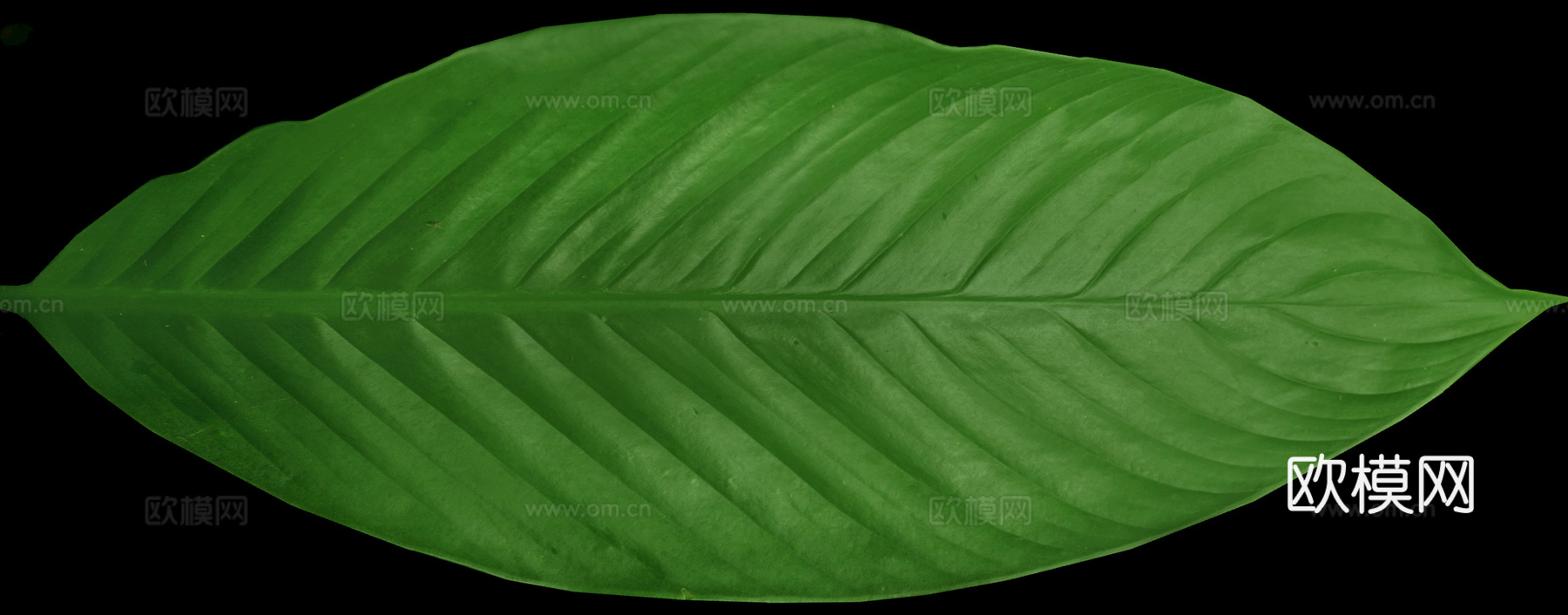 植物树叶 叶子  叶片纹理 绿叶 黄叶 红叶 绿植下载