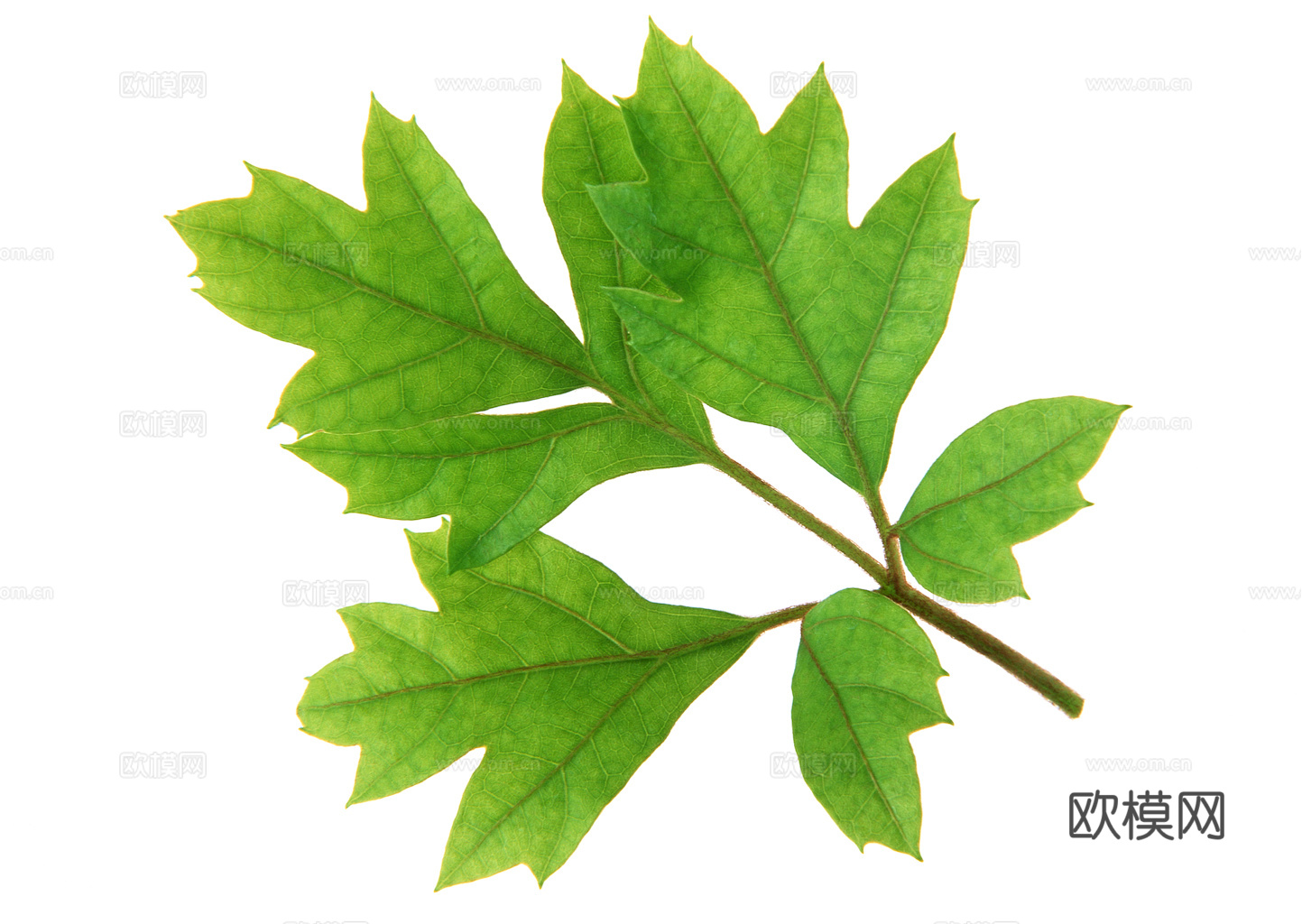 植物树叶 叶子  叶片纹理 绿叶 黄叶 红叶 绿植下载