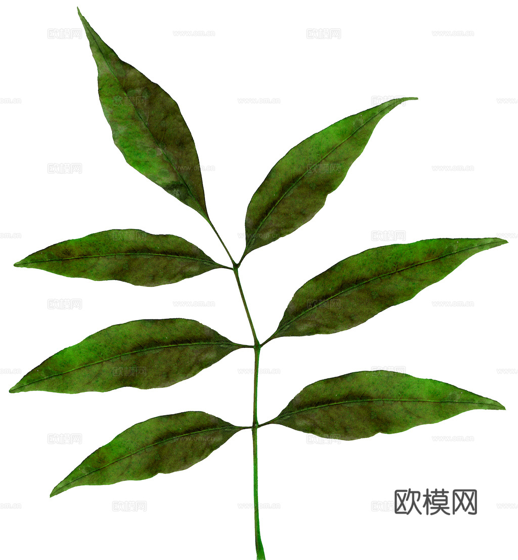 植物树叶 叶子  叶片纹理 绿叶 黄叶 红叶 绿植下载