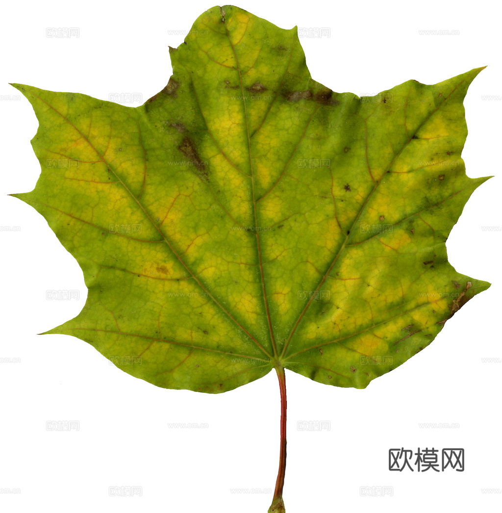 植物树叶 叶子  叶片纹理 绿叶 黄叶 红叶 绿植下载