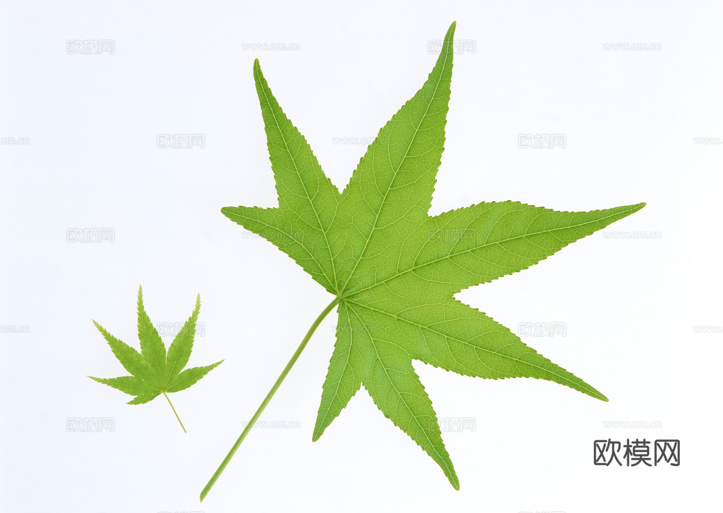 植物树叶 叶子  叶片纹理 绿叶 黄叶 红叶 绿植下载