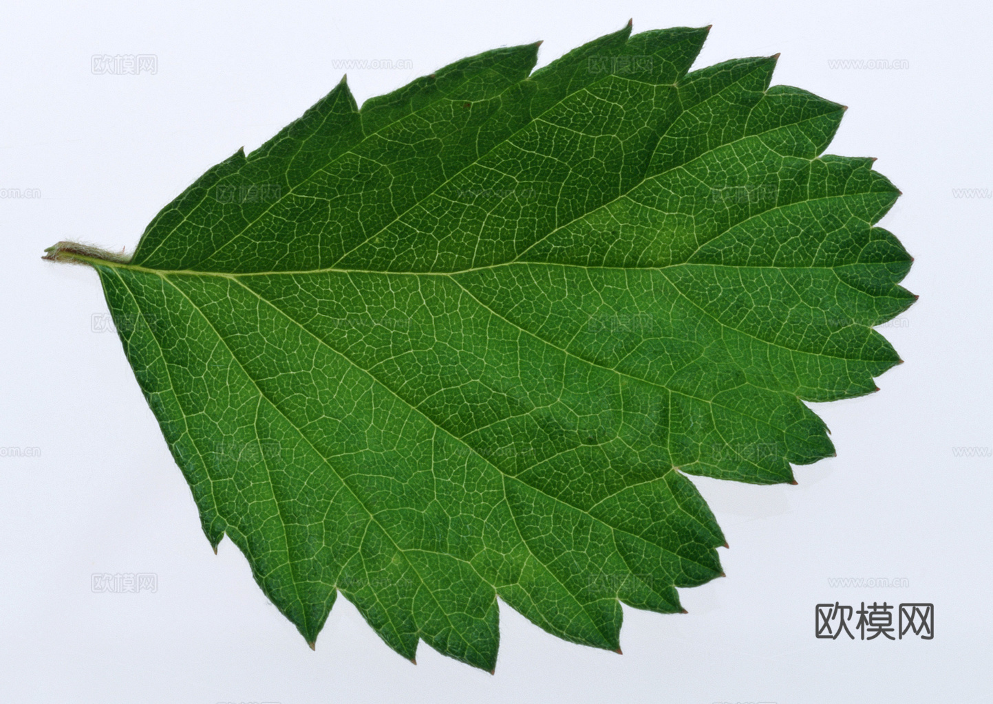 植物树叶 叶子  叶片纹理 绿叶 黄叶 红叶 绿植下载