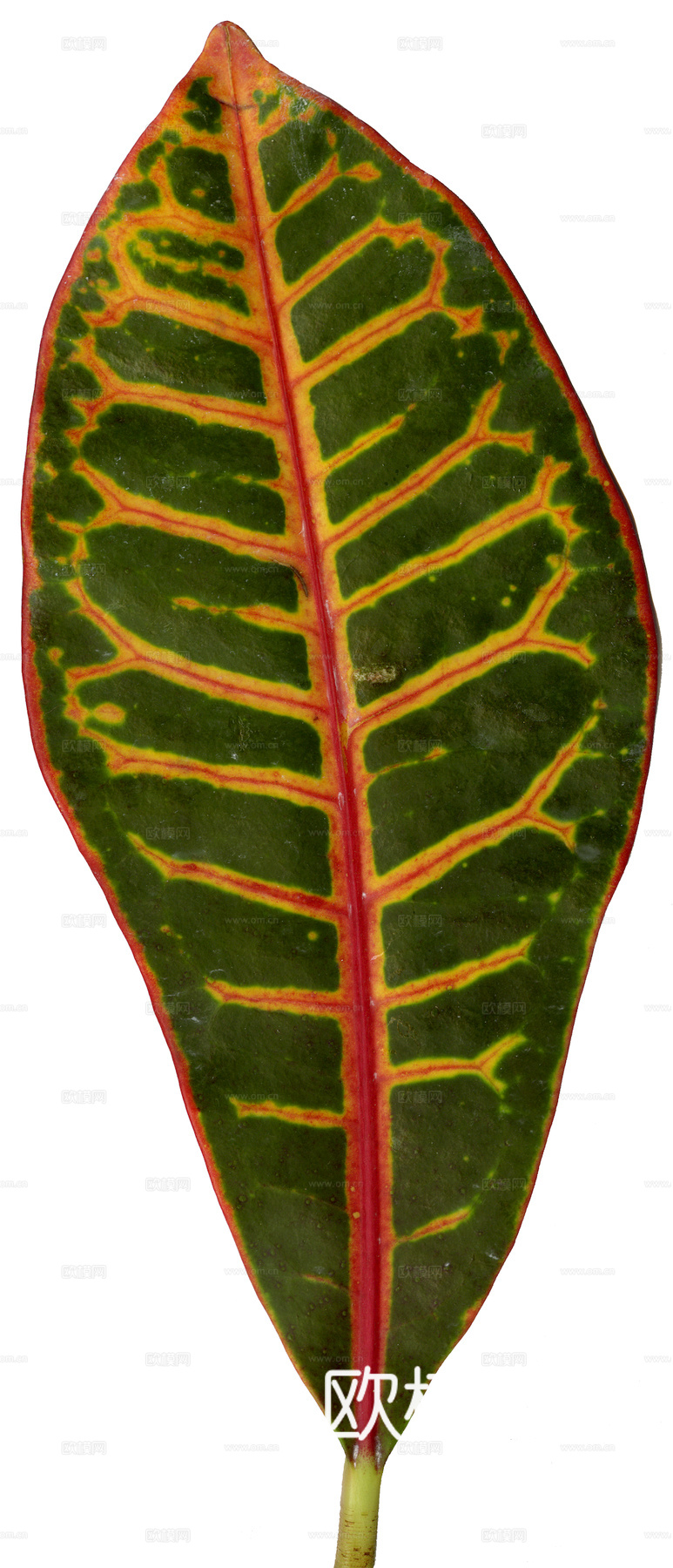 植物树叶 叶子  叶片纹理 绿叶 黄叶 红叶 绿植下载