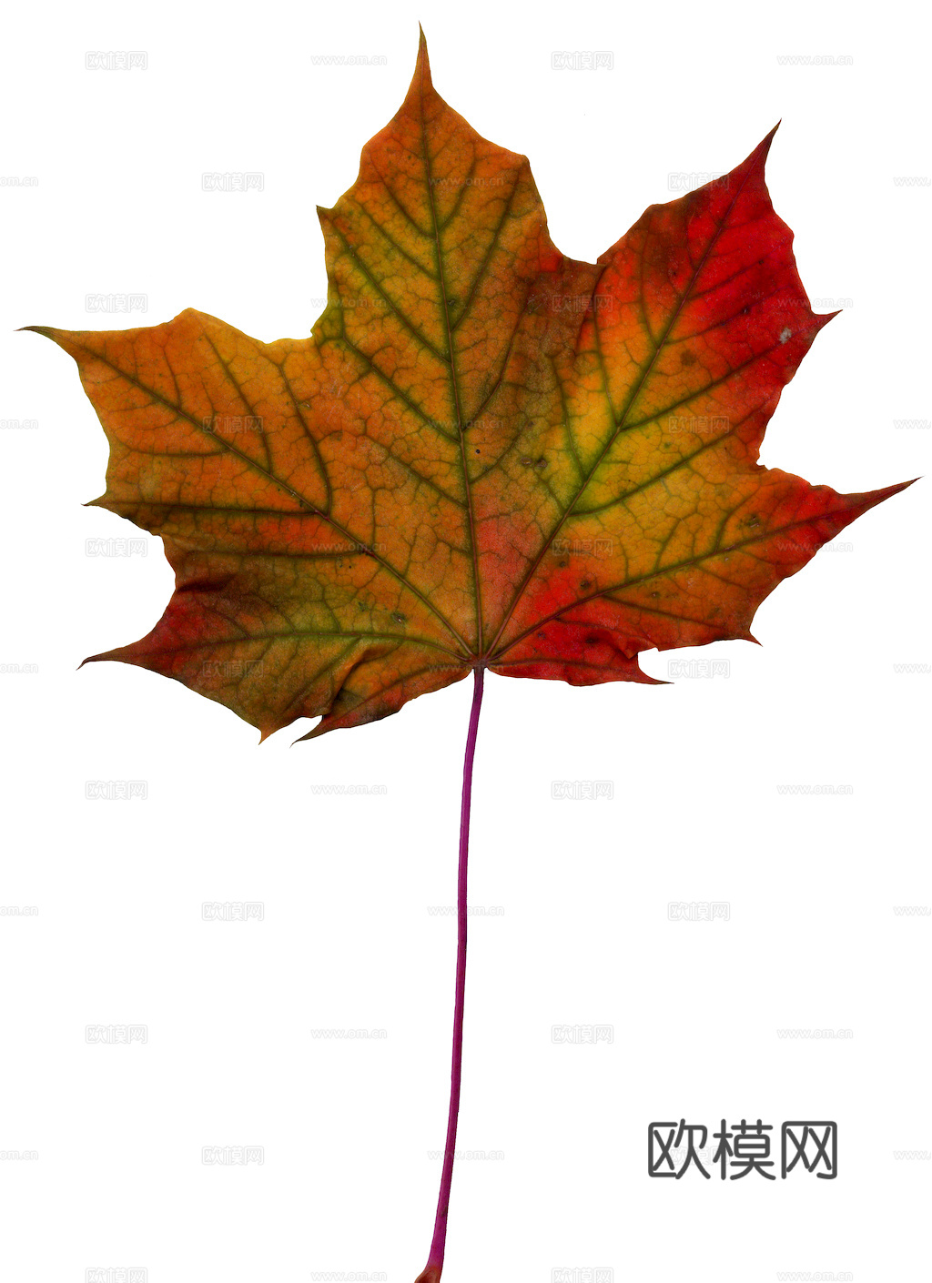 植物树叶 叶子  叶片纹理 绿叶 黄叶 红叶 绿植下载