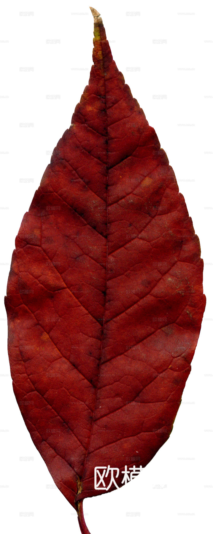 植物树叶 叶子  叶片纹理 绿叶 黄叶 红叶 绿植下载