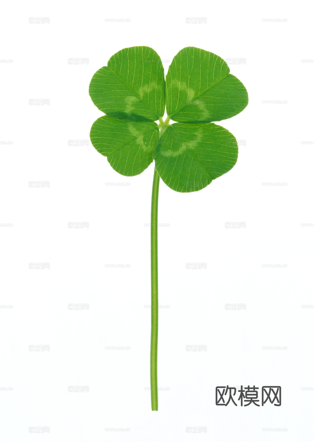 植物树叶 叶子  叶片纹理 绿叶 黄叶 红叶 绿植下载