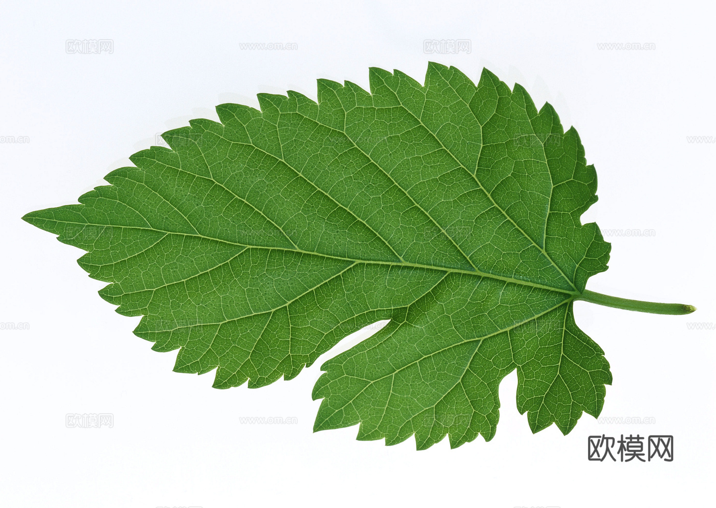 植物树叶 叶子  叶片纹理 绿叶 黄叶 红叶 绿植下载