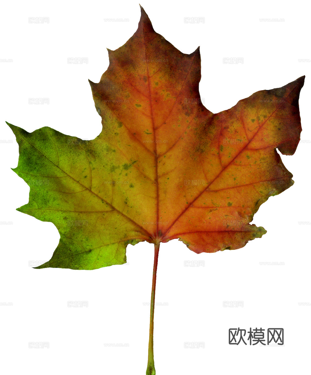 植物树叶 叶子  叶片纹理 绿叶 黄叶 红叶 绿植下载