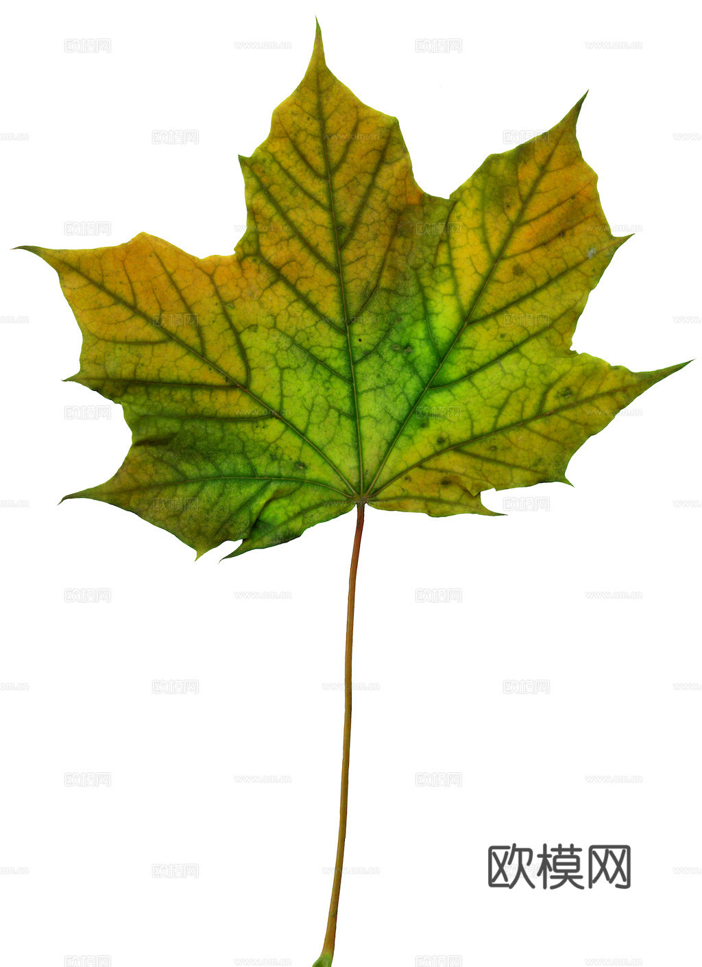 植物树叶 叶子  叶片纹理 绿叶 黄叶 红叶 绿植下载