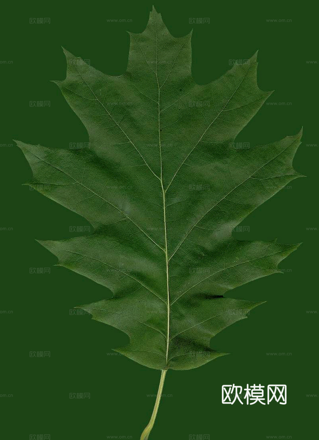 植物树叶 叶子  叶片纹理 绿叶 黄叶 红叶 绿植下载