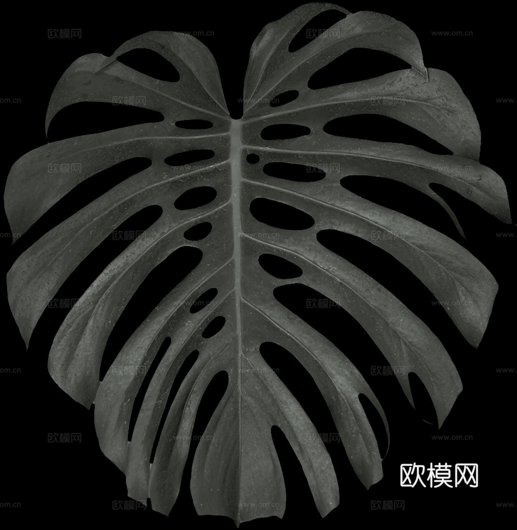 植物树叶 叶子  叶片纹理 绿叶 黄叶 红叶 绿植下载