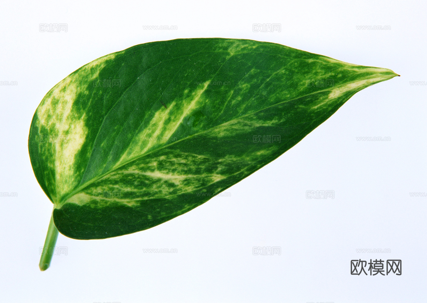 植物树叶 叶子  叶片纹理 绿叶 黄叶 红叶 绿植下载