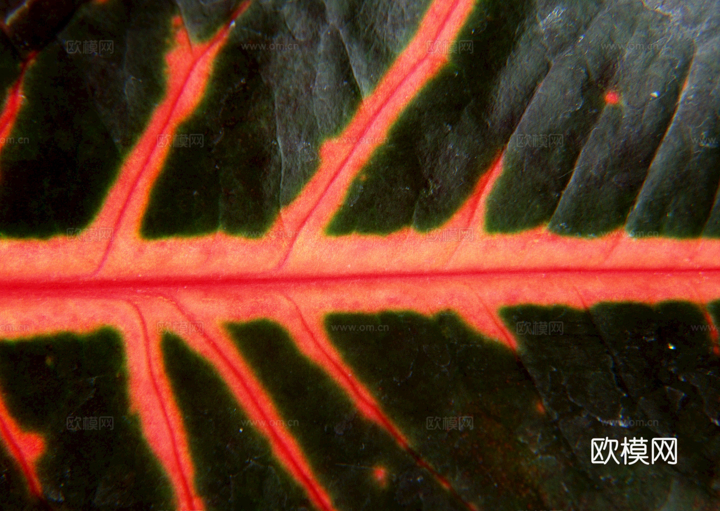 植物树叶 叶子  叶片纹理 绿叶 黄叶 红叶 绿植下载