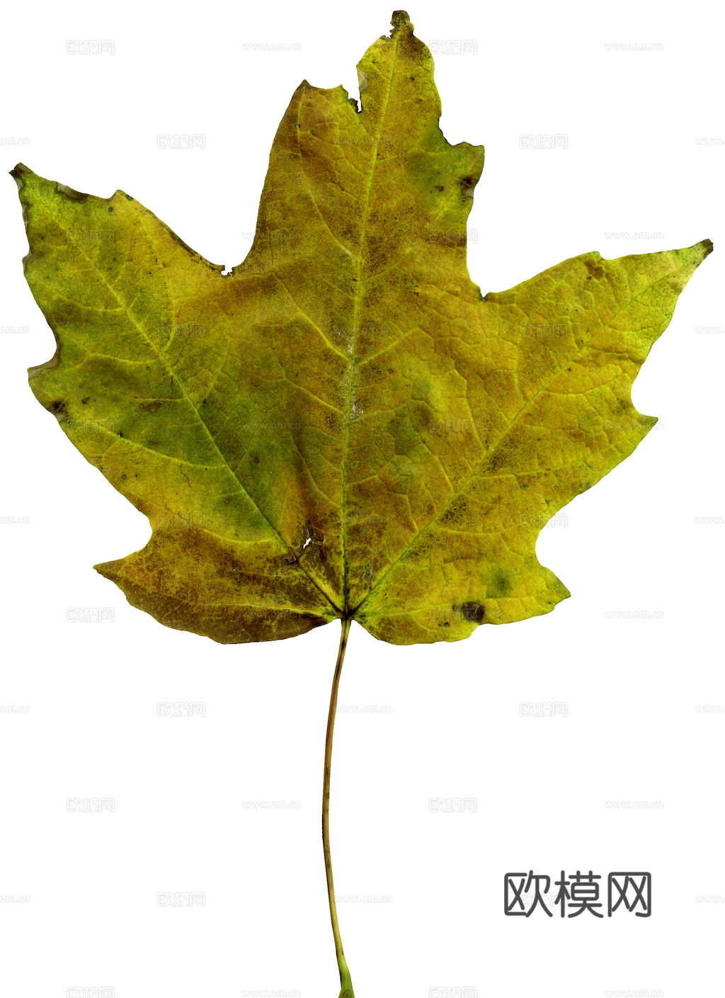 植物树叶 叶子  叶片纹理 绿叶 黄叶 红叶 绿植下载