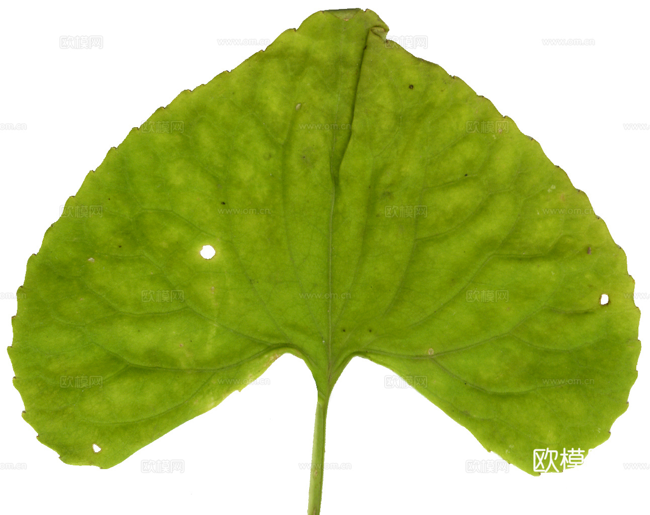 植物树叶 叶子  叶片纹理 绿叶 黄叶 红叶 绿植下载